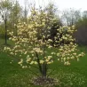 Magnolija - Magnolia BUTTERFLIES