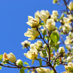 Magnolija - Magnolia BUTTERFLIES