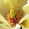 Magnolija - Magnolia BUTTERFLIES