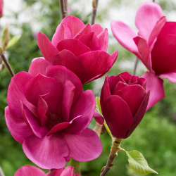 Magnolija - Magnolia EMPEROR