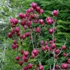 Magnolia GENIE