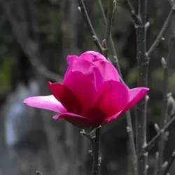 Magnolija - Magnolia PINK PYRAMID