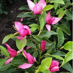 Magnolija - Magnolia PINK PYRAMID