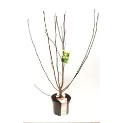 Medžiai ir krūmai internetu su pristatymu į namus visoje Lietuvoje