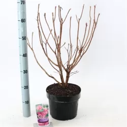 Rhododendron mollis JOLIE MADAME