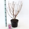 Rhododendron mollis JOLIE MADAME