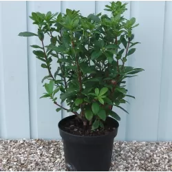 Švelnioji azalija - Rhododendron mollis DAVIESII