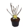 Rhododendron mollis HARVEST MOON