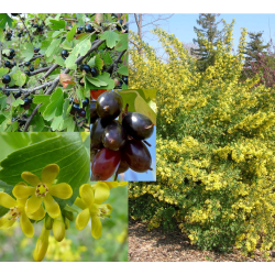 Auksuotasis serbentas - Ribes aureum