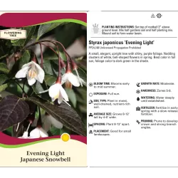Styrax japonicus EVENING LIGHT