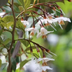 Styrax japonicus EVENING LIGHT