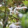 Styrax japonicus EVENING LIGHT