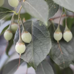 Styrax japonicus EVENING LIGHT