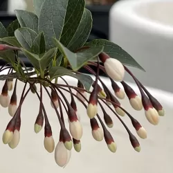 Styrax japonicus EVENING LIGHT