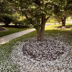 Styrax japonicus EVENING LIGHT