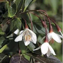 Styrax japonicus EVENING LIGHT