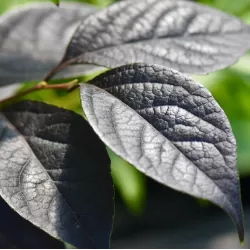 Styrax japonicus EVENING LIGHT