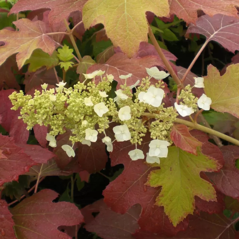 Ąžuolialapė hortenzija - Hydrangea quercifolia BURGUNDY
