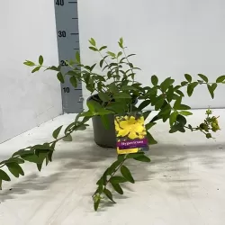 Jonažolė - Hipericum HIDCOTE