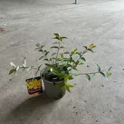 Jonažolė - Hipericum HIDCOTE