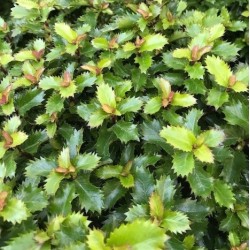 Aštrialapis bugienis - Ilex meservae LITTLE RASCAL