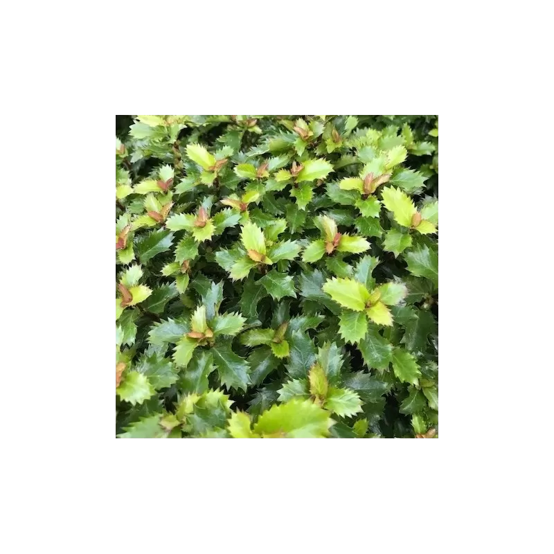 Aštrialapis bugienis - Ilex meservae LITTLE RASCAL