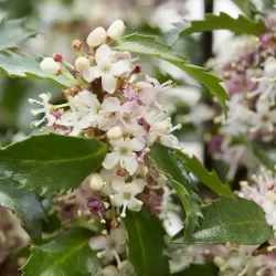 Ilex meserveae Gentle (Annys Dwarf PBR)