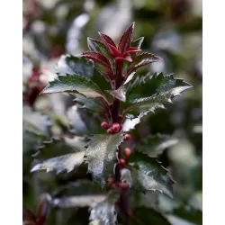 Ilex meserveae Gentle (Annys Dwarf PBR)