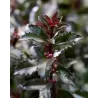 Ilex meserveae Gentle (Annys Dwarf PBR)