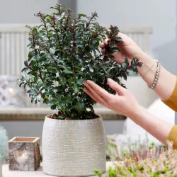 Ilex meserveae Gentle (Annys Dwarf PBR)