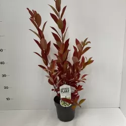 Itea virginica Henrys Garnet