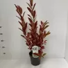 Itea virginica Henrys Garnet