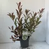 Virgininė gluosa - Itea virginica Henrys Garnet