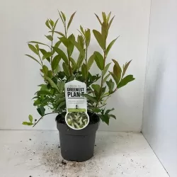 Virgininė gluosa - Itea virginica Henrys Garnet