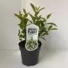 Itea virginica Henrys Garnet