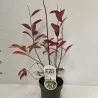Virgininė gluosa - Itea virginica Henrys Garnet