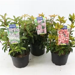 Kalmia latifolia OSTBO RED