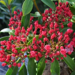 Kalmia latifolia OSTBO RED