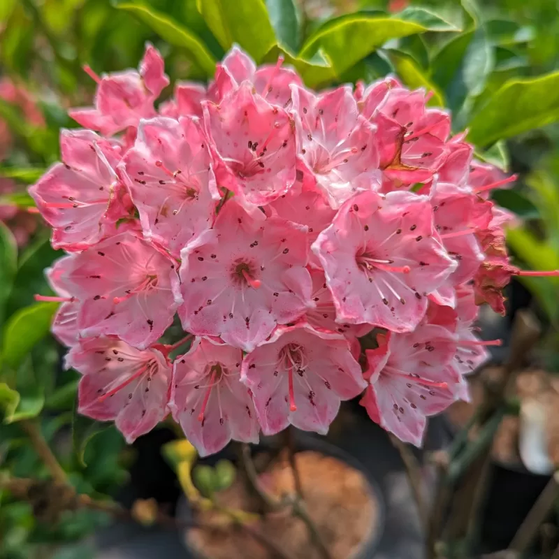 Kalmia latifolia OSTBO RED