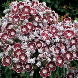Plačialapis grėsvis (kalmija) - Kalmia latifolia TAD