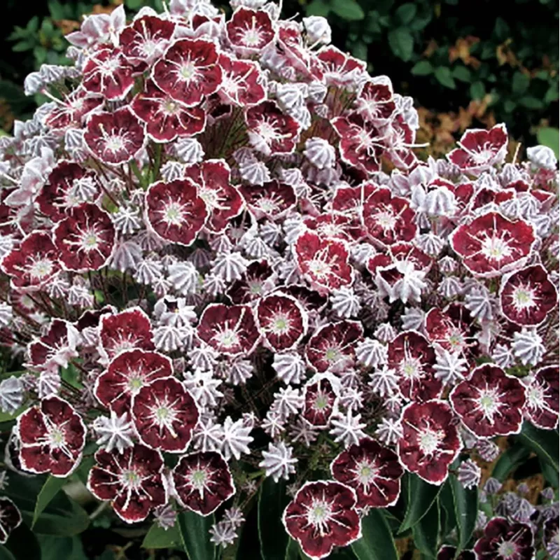 Kalmia latifolia TAD