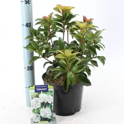 Plačialapis grėsvis (kalmija) - Kalmia latifolia ZEBULON