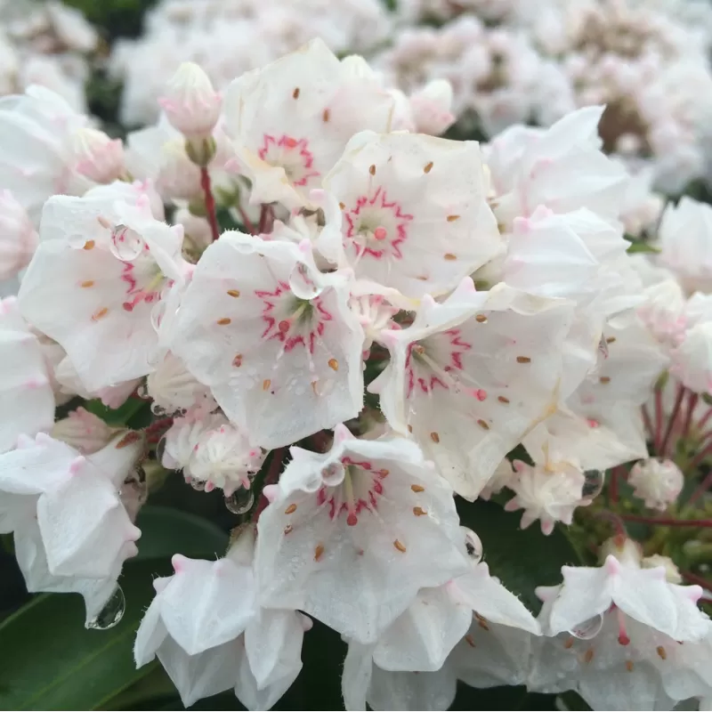 Plačialapis grėsvis (kalmija) - Kalmia latifolia ZEBULON