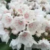 Plačialapis grėsvis (kalmija) - Kalmia latifolia ZEBULON