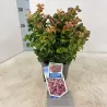 Svyrančioji leukotoja - Leucothoe fontanesiana LOVITA