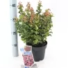 Svyrančioji leukotoja - Leucothoe fontanesiana LOVITA