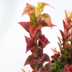 Svyrančioji leukotoja - Leucothoe fontanesiana LOVITA