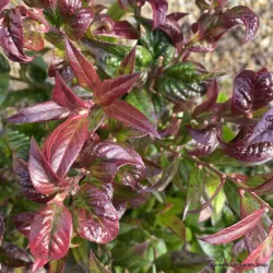 Svyrančioji leukotoja - Leucothoe fontanesiana LOVITA