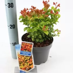 Svyrančioji leukotoja - Leucothoe fontanesiana LOVITA