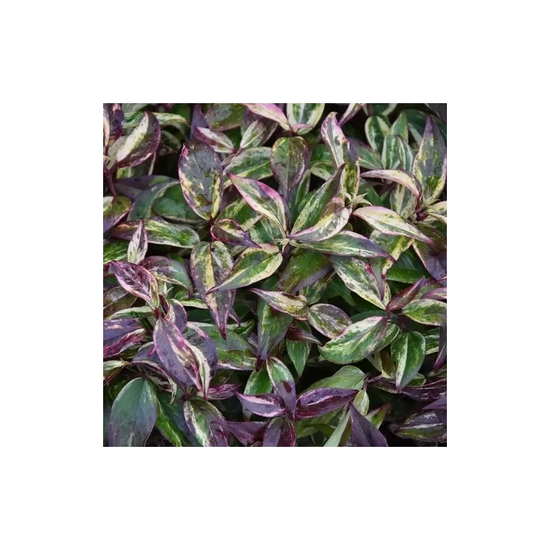 Svyrančioji leukotoja - Leucothoe fontanesiana LOVITA